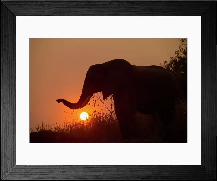 Framed Print : Elephants (Loxodonta africana) in veld at at sunset