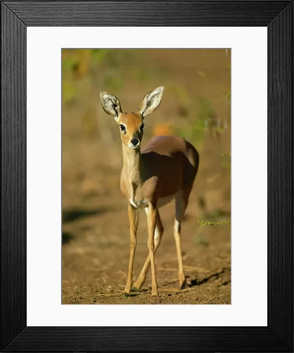 Framed Print : Steenbok (Raphicerus campestris) in veld Framed Print : Steenbok (Raphicerus campestris) in veld