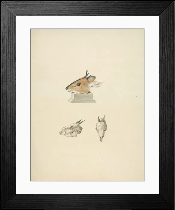 Framed Print : Unidentified Madoqua Dik-dik Study Head Skull