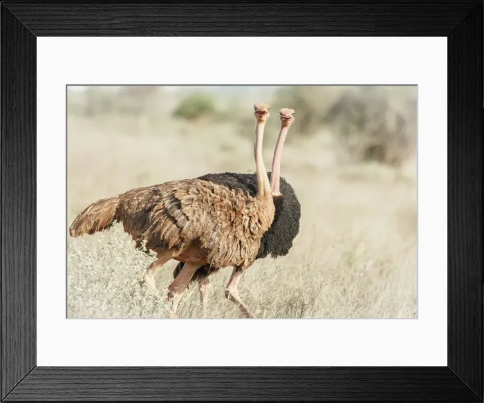 Framed Print : Ostrich, Struthio camelus, male & female Framed Print : Ostrich, Struthio camelus, male & female