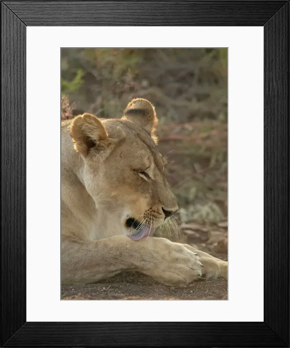 Framed Print : Lioness (Panthera leo) grooming herself