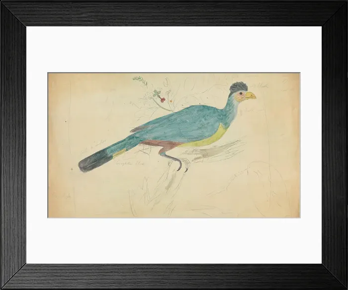 Framed Print : Hoatzin? Branch James Sowerby 1756-1822 British Framed Print : Hoatzin? Branch James Sowerby 1756-1822 British