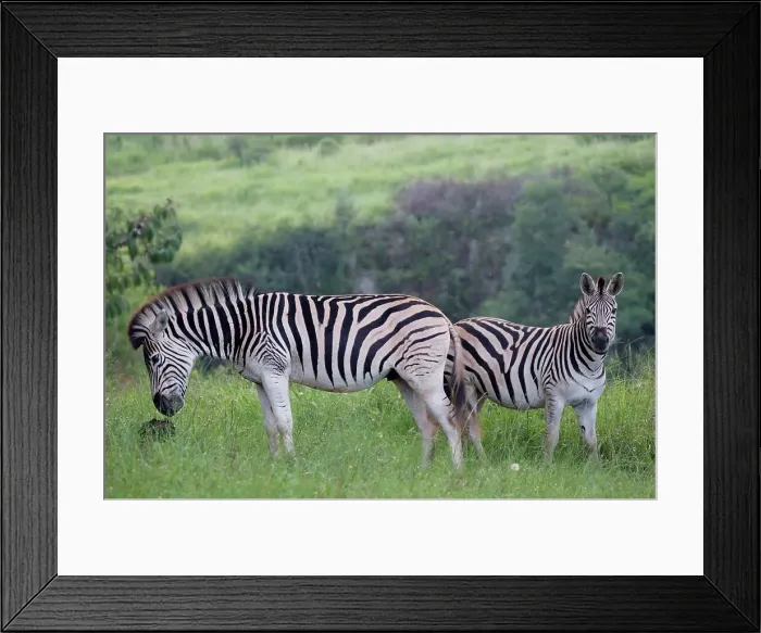 Framed Print : Burchell's Zebra (Equus burchelli) in veld Framed Print : Burchell's Zebra (Equus burchelli) in veld