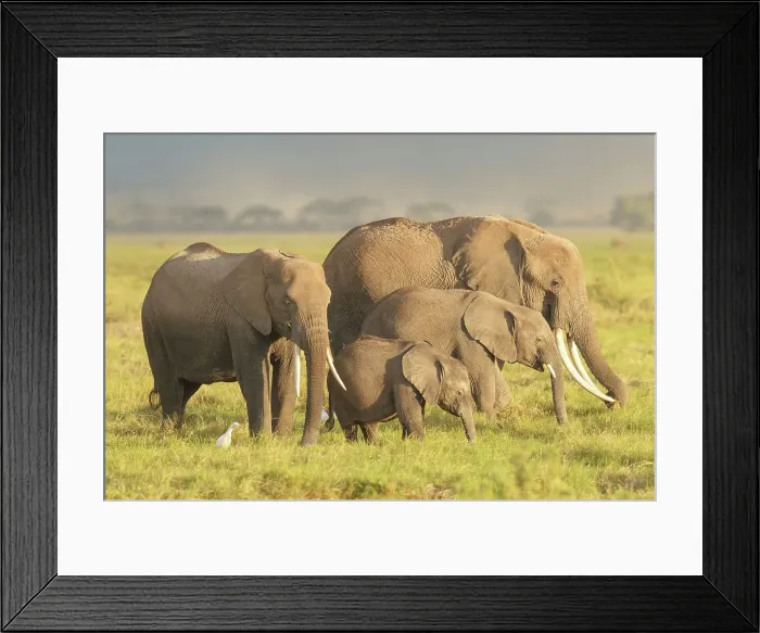 Framed Print : Africain Elephant, Loxodonta, family group with egrets