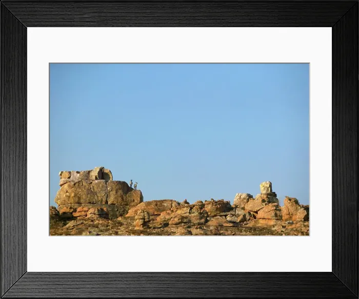 Framed Print : Klipspringer (Oreotragus oreotragus)