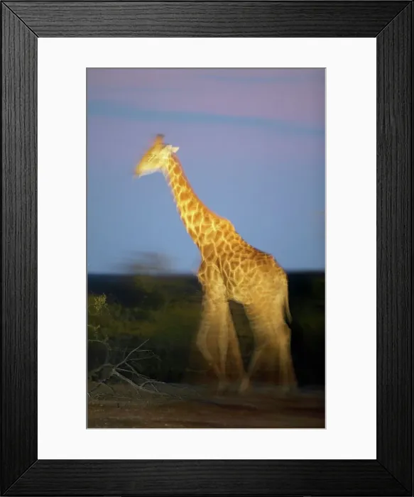 Framed Print : Giraffe (Giraffa camelopardis) walking in veld at twilight Framed Print : Giraffe (Giraffa camelopardis) walking in veld at twilight