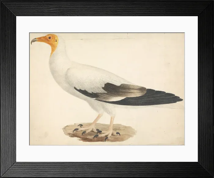 Framed Print : Corvs Crassirostris Thick-Billed Raven James Bruce
