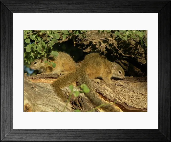 Framed Print : Tree Squirrel (Paraxerus cepapi) on branch