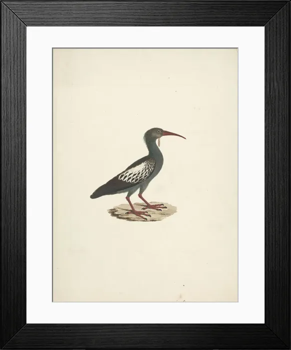 Framed Print : Pelecanus Onocrotalus Great White Pelican James Bruce Framed Print : Pelecanus Onocrotalus Great White Pelican James Bruce