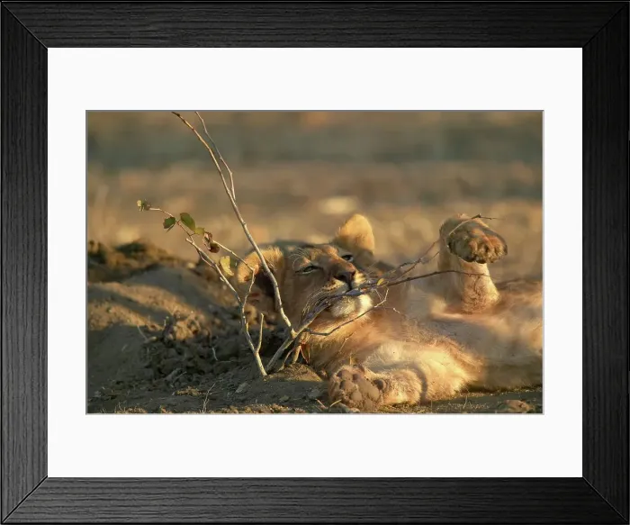 Framed Print : Lion (Panthera leo) cub playing with young Mopane Tree (Colophospermum mopane) Framed Print : Lion (Panthera leo) cub playing with young Mopane Tree (Colophospermum mopane)