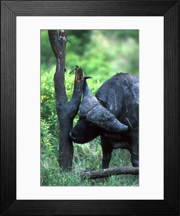 Framed Print : Buffalo scratching against tree stump Framed Print : Buffalo scratching against tree stump