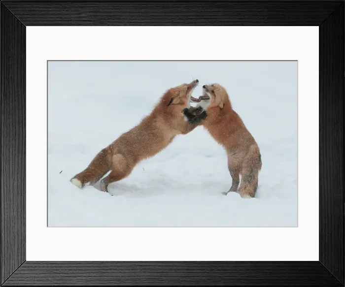 Framed Print : Red Fox ( Vulpes vulpes fulves) in deep snow