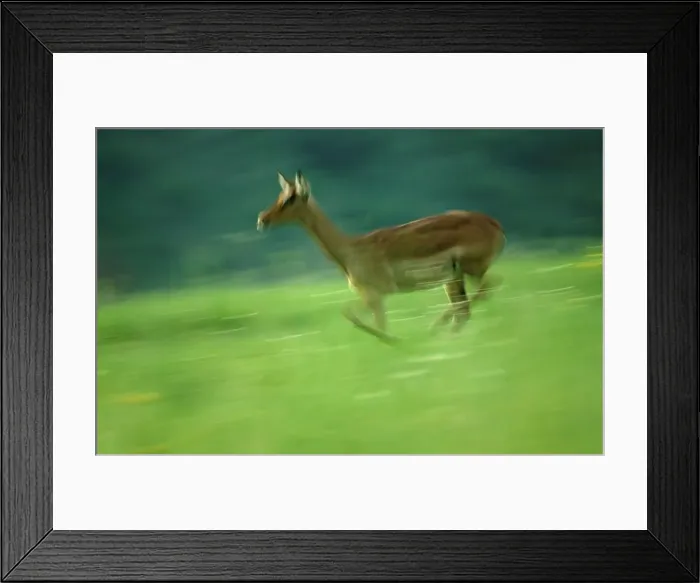 Framed Print : Impala (Aepyceros melampus melampus) running in veld Framed Print : Impala (Aepyceros melampus melampus) running in veld
