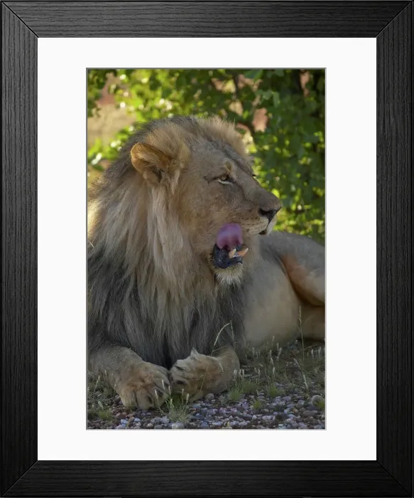 Framed Print : Lion (Panthera leo). Mashatu Game Reserve