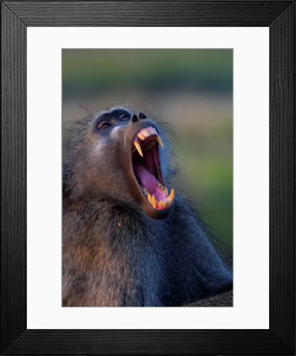 Framed Print : Chacma Baboon yawning. Kruger National Park Framed Print : Chacma Baboon yawning. Kruger National Park