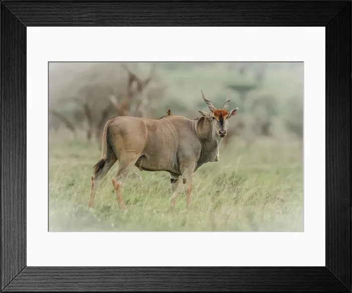 Framed Print : Common Eland, Taurtragus oryx, with Oxpecker Framed Print : Common Eland, Taurtragus oryx, with Oxpecker