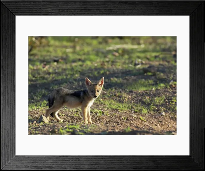 Framed Print : Blackbacked Jackal (Canis mesomelas) pup at den