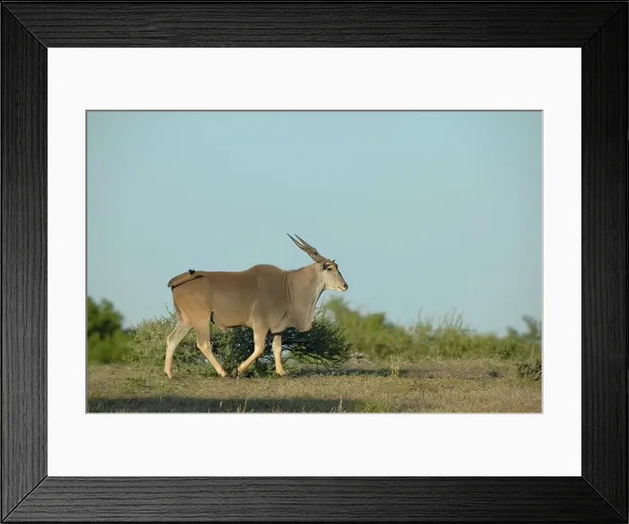 Framed Print : Eland (Taurotragus oryx) walking in veld Framed Print : Eland (Taurotragus oryx) walking in veld