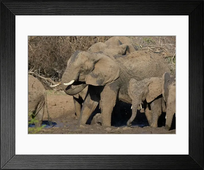 Framed Print : Elephant (Loxodonta africana) herd spraying themselves with mud Framed Print : Elephant (Loxodonta africana) herd spraying themselves with mud