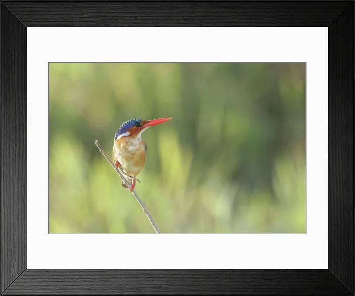 Framed Print : Malachite Kingfisher, Alcedo cristata. on twig perch, isolated swamp background. Kenya East Africa Framed Print : Malachite Kingfisher, Alcedo cristata. on twig perch, isolated swamp background. Kenya East Africa