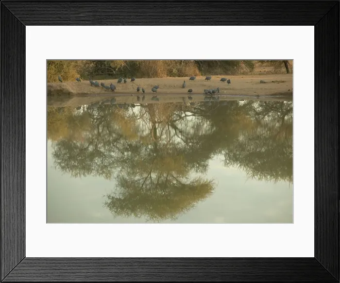 Framed Print : Helmeted Guineafowl (Numida meleagris) flock drinking at a waterhole Framed Print : Helmeted Guineafowl (Numida meleagris) flock drinking at a waterhole