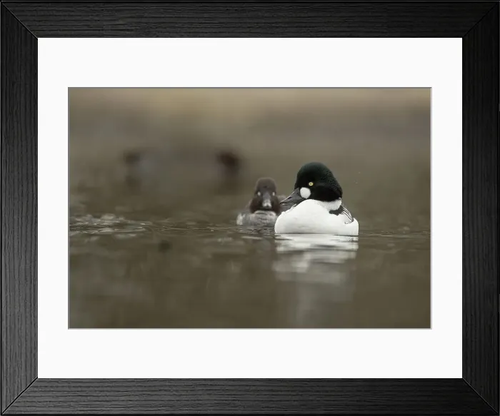 Framed Print : Goldeneye Duck, Bucephala, Male & Female Courtship behaviour