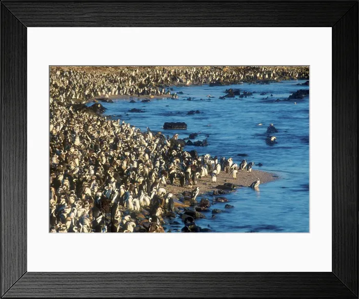 Framed Print : Jackass Penguin colont. Robben Island Framed Print : Jackass Penguin colont. Robben Island