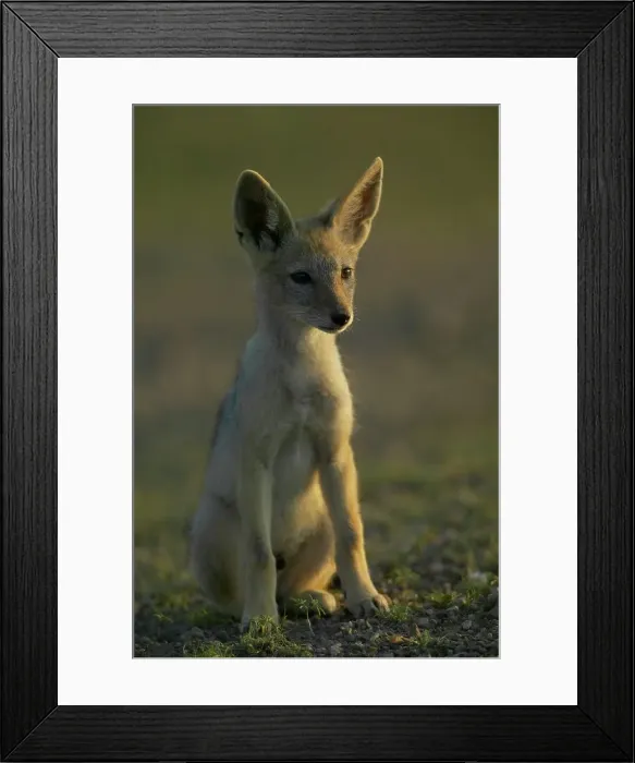 Framed Print : Blackbacked Jackal (Canis mesomelas) pup in veld