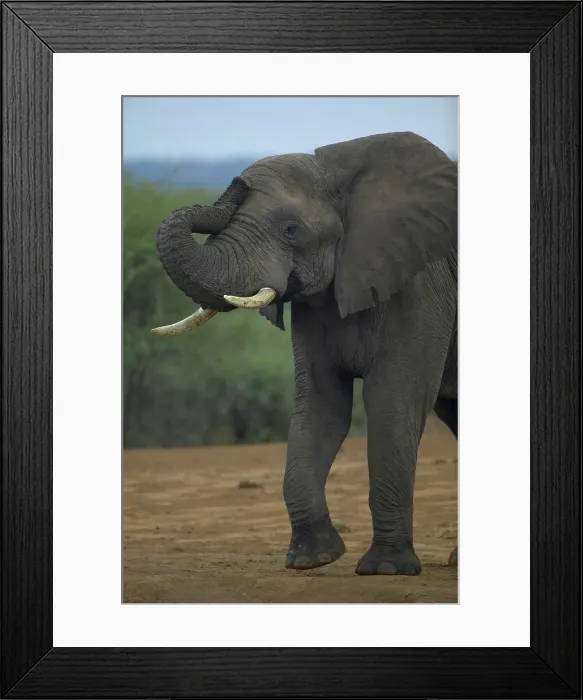 Framed Print : Elephant (Loxodonta africana). Nothern Tuli Game Reserve Framed Print : Elephant (Loxodonta africana). Nothern Tuli Game Reserve