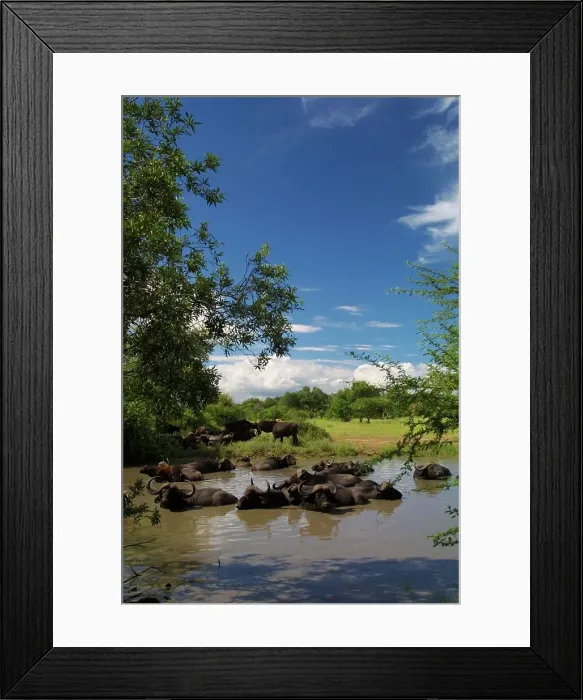 Framed Print : Buffalo herd wallowing. MalaMala Game Reserve