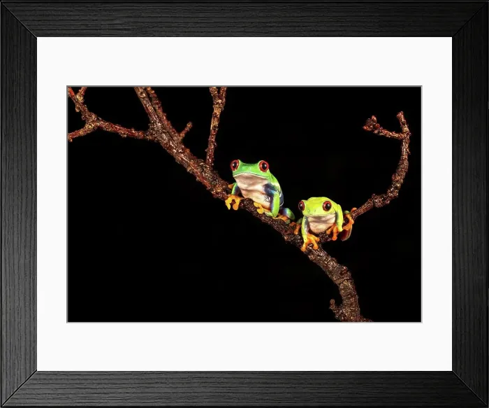 Framed Print : Male and female Red-Eyed Tree frogs (Agalychnis callidryas) isolated on black background