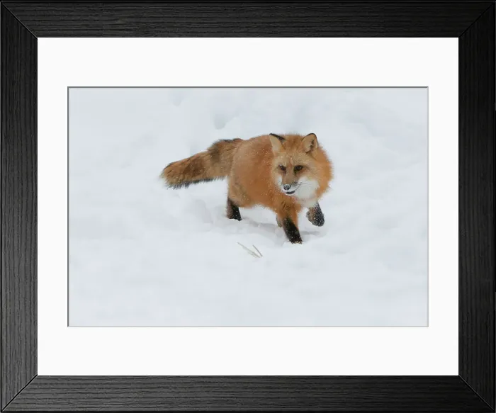 Framed Print : Red Fox ( Vulpes vulpes fulves) in deep snow Framed Print : Red Fox ( Vulpes vulpes fulves) in deep snow