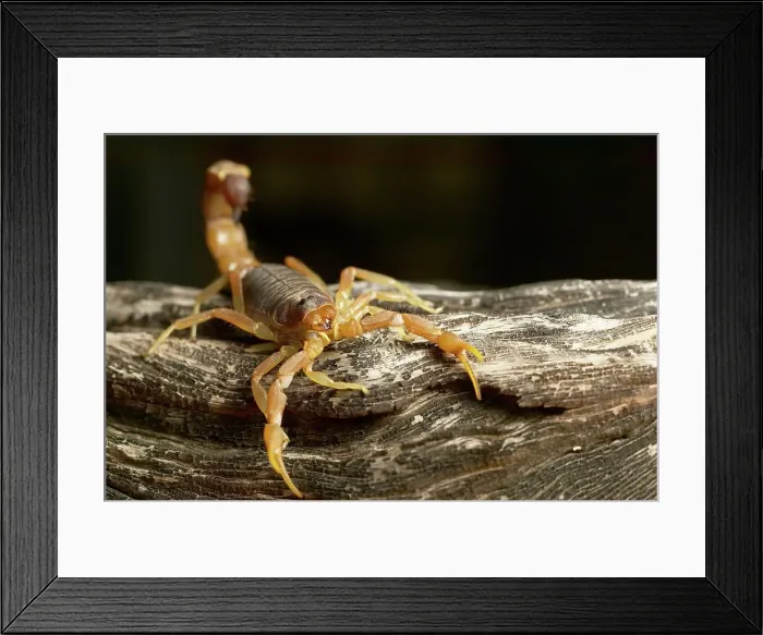 Framed Print : Cape Thick-Tailed Scorpion (Parabuthus capensis) Framed Print : Cape Thick-Tailed Scorpion (Parabuthus capensis)