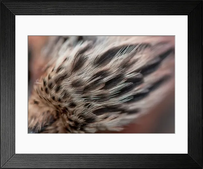 Framed Print : England, Norfolk, Eurasian Jay's (Garrulus glandarius) head feathers Framed Print : England, Norfolk, Eurasian Jay's (Garrulus glandarius) head feathers