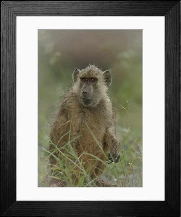 Framed Print : Yellow Baboon, Papio cyncephalus
