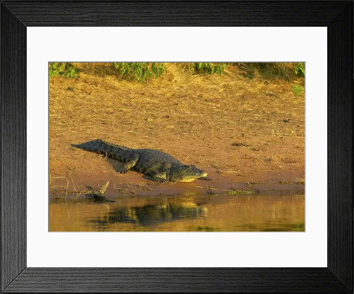 Framed Print : Nile Crocodile (Crocodylus niloticus) on the banks of the Chobe River Framed Print : Nile Crocodile (Crocodylus niloticus) on the banks of the Chobe River
