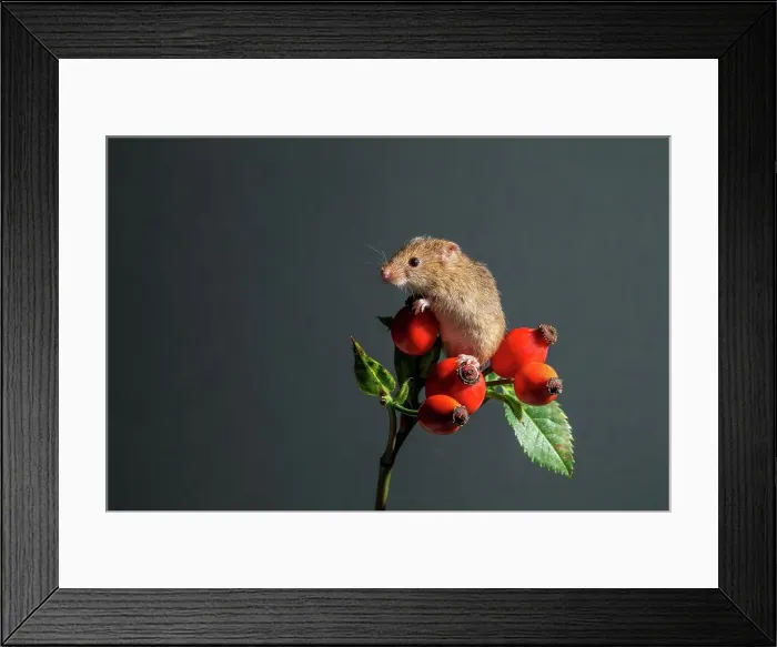 Framed Print : Eurasian harvest mouse (Micromys minutus) on rosehips Framed Print : Eurasian harvest mouse (Micromys minutus) on rosehips
