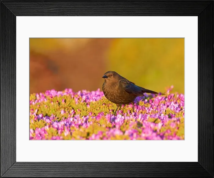 Framed Print : USA, California, Brewer's Blackbird (Euphagus cyanocephalus) perching on sea daisy's Framed Print : USA, California, Brewer's Blackbird (Euphagus cyanocephalus) perching on sea daisy's