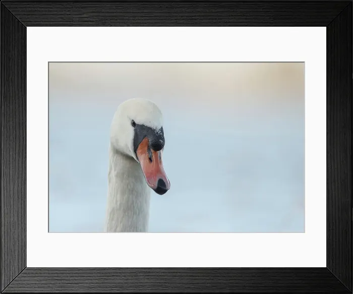 Framed Print : Mute Swan, Cygnus olor, Cob, Male Framed Print : Mute Swan, Cygnus olor, Cob, Male