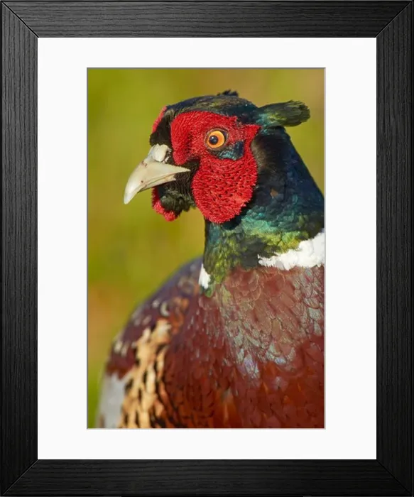 Framed Print : USA, California, Ring necked Pheasant (Phasianus colchicus), close-up Framed Print : USA, California, Ring necked Pheasant (Phasianus colchicus), close-up