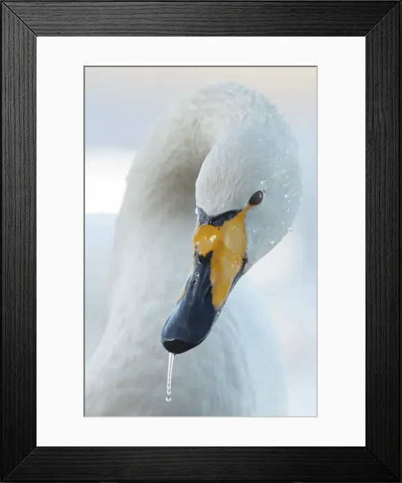 Framed Print : Whooper Swan, Cygnus cygnus, portrait Framed Print : Whooper Swan, Cygnus cygnus, portrait