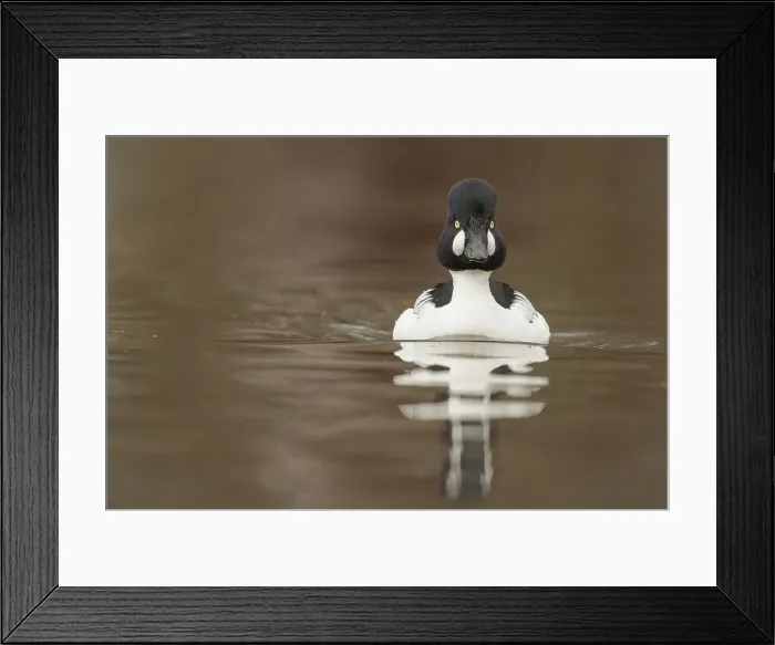 Framed Print : Goldeneye Duck, Bucephala, Male Framed Print : Goldeneye Duck, Bucephala, Male