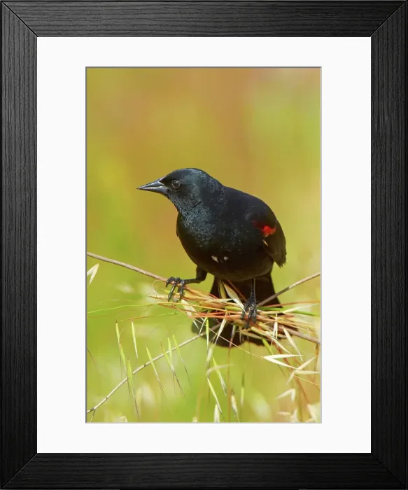 Framed Print : USA, California, San Francisco Bay Framed Print : USA, California, San Francisco Bay