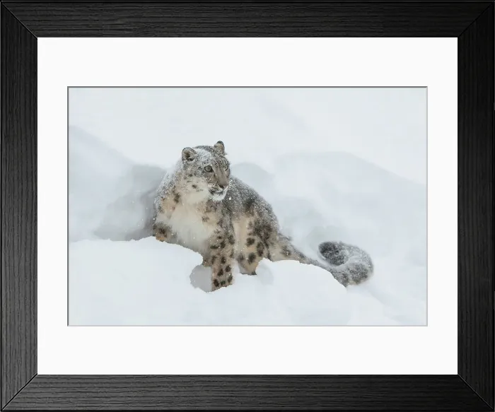 Framed Print : Snow Leopard (Uncia uncia) in deep snow Framed Print : Snow Leopard (Uncia uncia) in deep snow