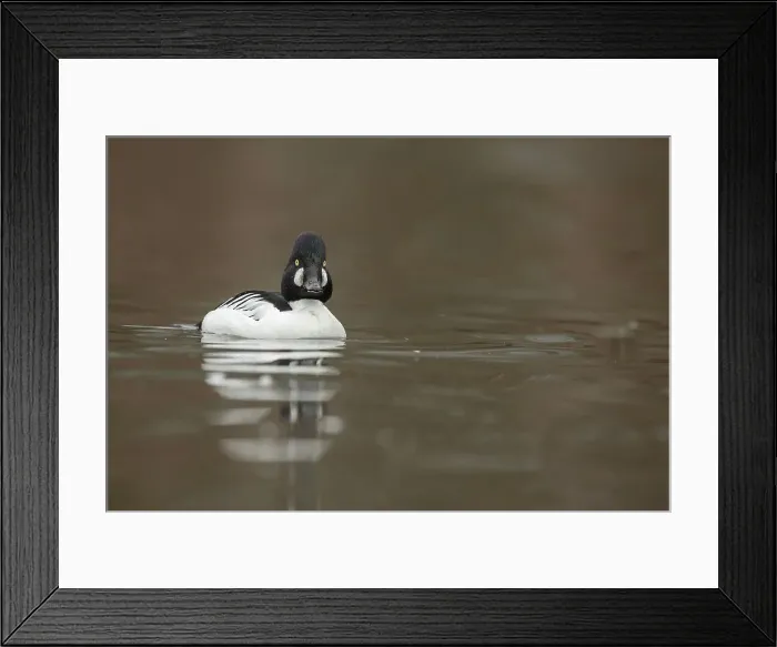 Framed Print : GOldeneye Duck, Bucephala, Male Framed Print : GOldeneye Duck, Bucephala, Male
