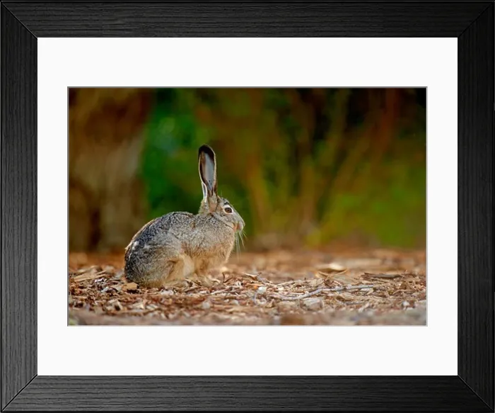 Framed Print : USA, California, San Francisco Bay, Side view of Black-tailed jackrabbit or American desert hare (Lepus californicus) Framed Print : USA, California, San Francisco Bay, Side view of Black-tailed jackrabbit or American desert hare (Lepus californicus)