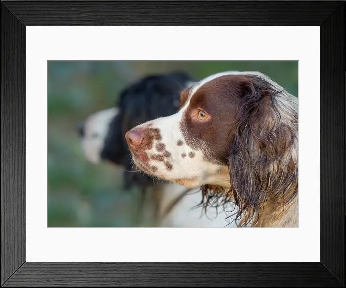 Framed Print : England, Norfolk, Springer Spaniels