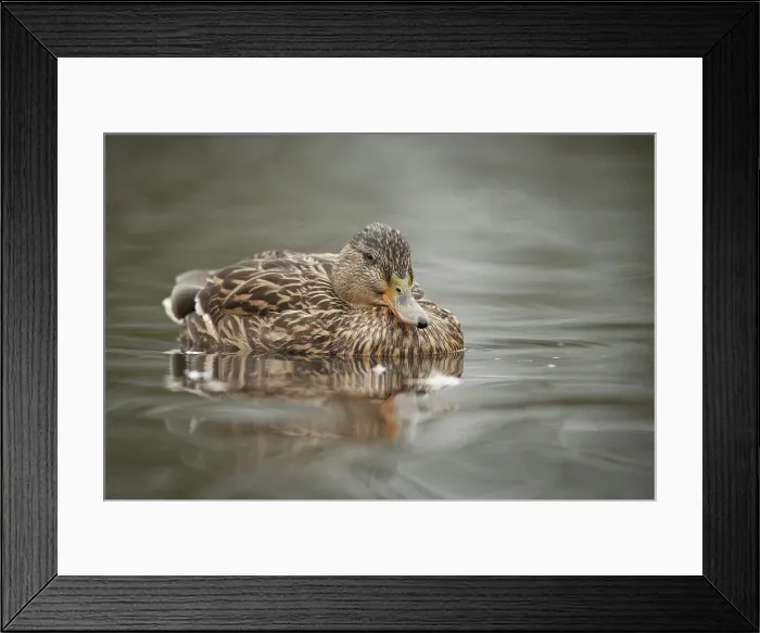 Framed Print : Mallard Duck, Female, Calm water reflection Framed Print : Mallard Duck, Female, Calm water reflection