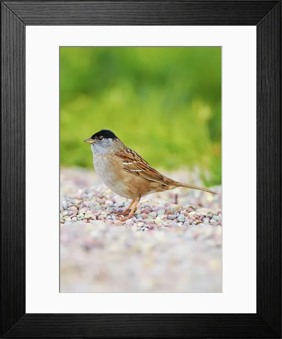 Framed Print : USA, California, Golden-crowned Sparrow (Zonotrichia atricapilla) standing on pebbles