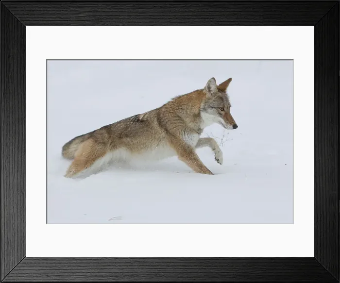 Framed Print : Coyote, Canis latrans, in deep snow Framed Print : Coyote, Canis latrans, in deep snow